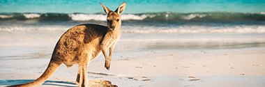 Australian Kangaroo: Hochwertige Massenware für Silber-Anleger